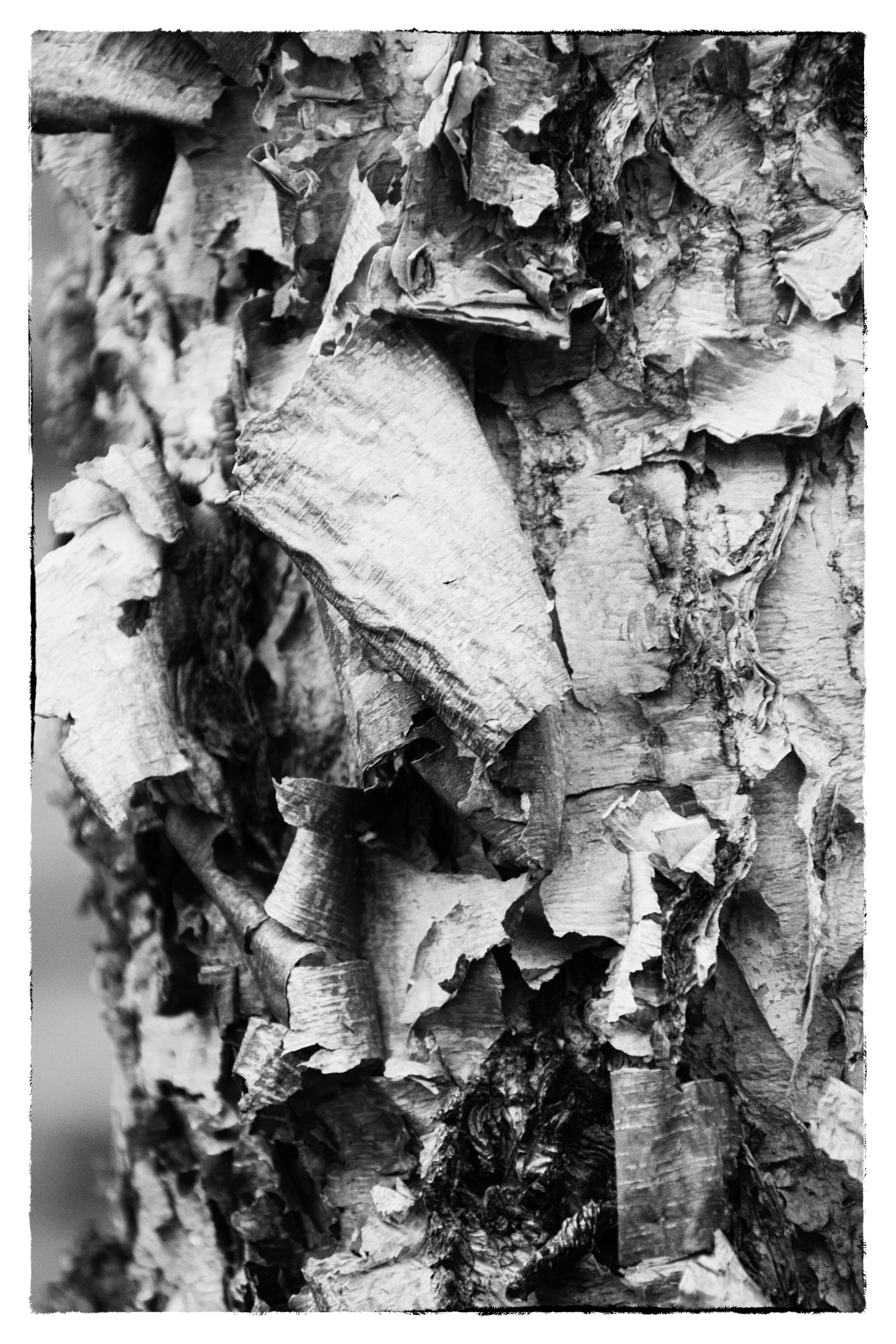 TREE BARK.jpg