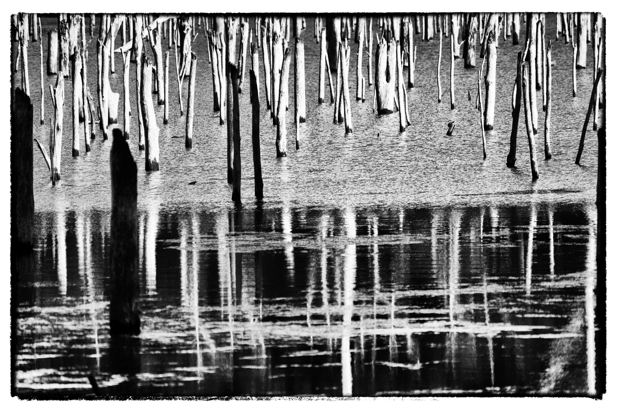 TREES IN THE POND.jpg