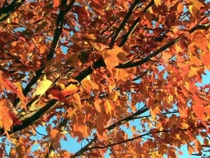 red-maple-tree-in-autumn-fall-300x225.jpg