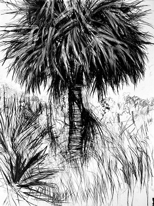 Rookery Bay | Sabal Palm | 2021 | 22 x 30 in.