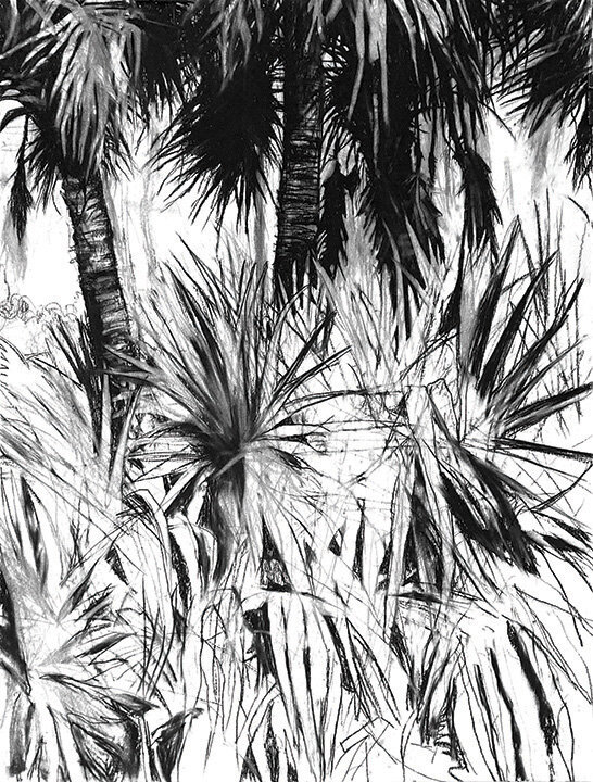 Sabal Palm with Saw Palmetto | 2021 | 22 x 30 in.