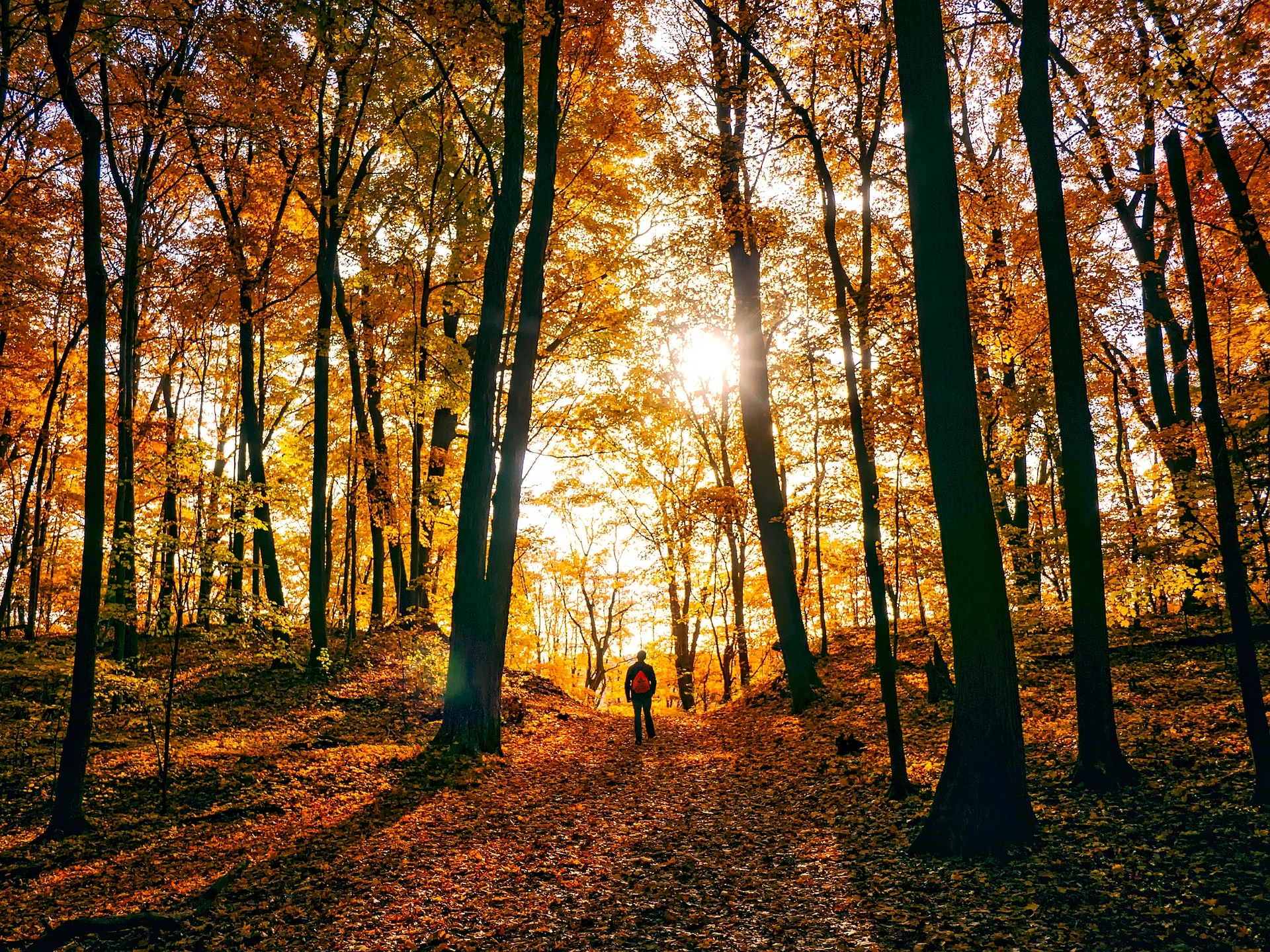 autumn-1812180_1920.jpg