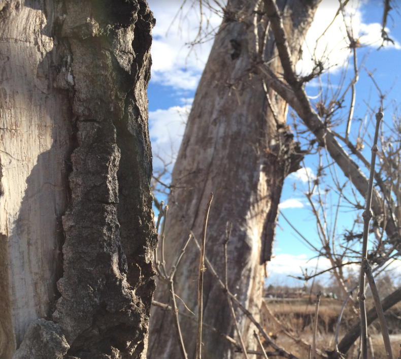 Christopher Owen Nelson Aspen art Gallery