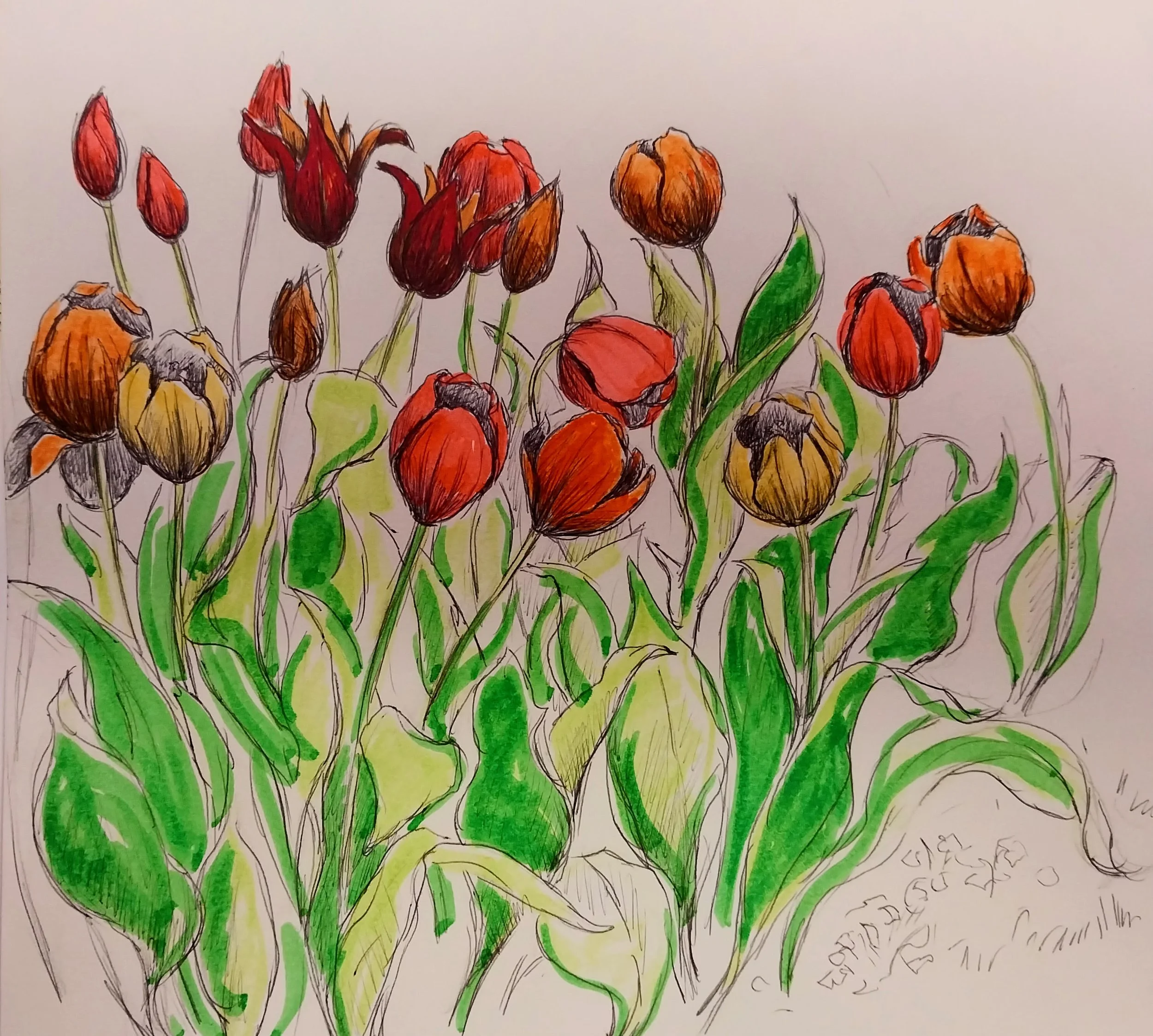 Drawing_Tulips 2026.jpg
