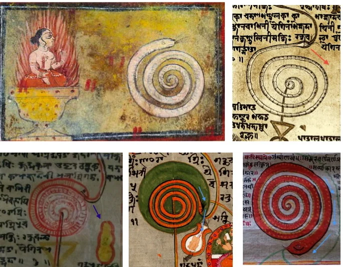 Images from recently discovered Chakra Scrolls, featuring Kundalini as Shiva's 'Coiled Power,." In this birth motif taught by Pūrnānanda (and many other Tantrics), Shiva, who symbolizes our 'awakened consciousness,' is born through his own power in the body of a yogi at the peak moment of Yoga practice. 