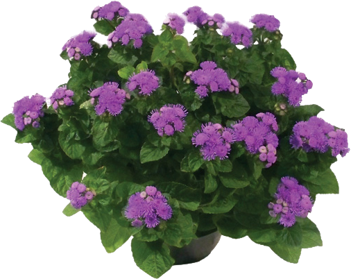 Agerato