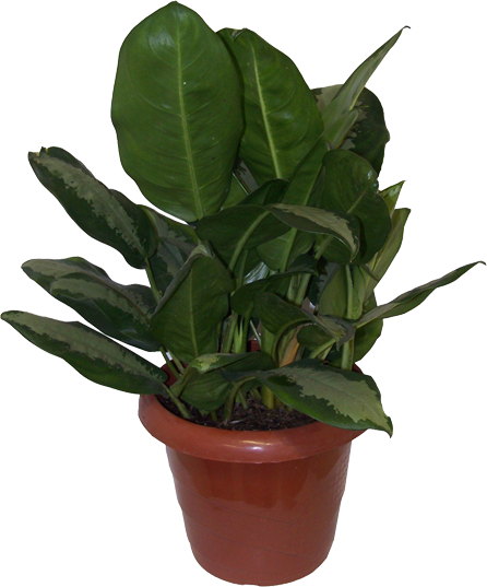 Aglaonema