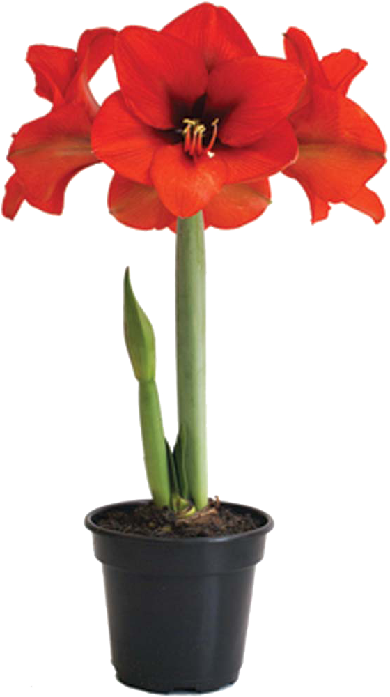Amaryllis