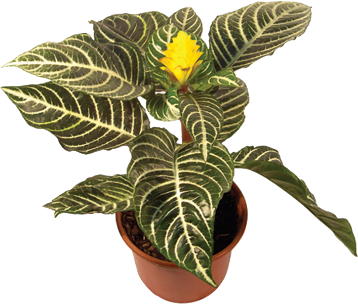 Aphelandra