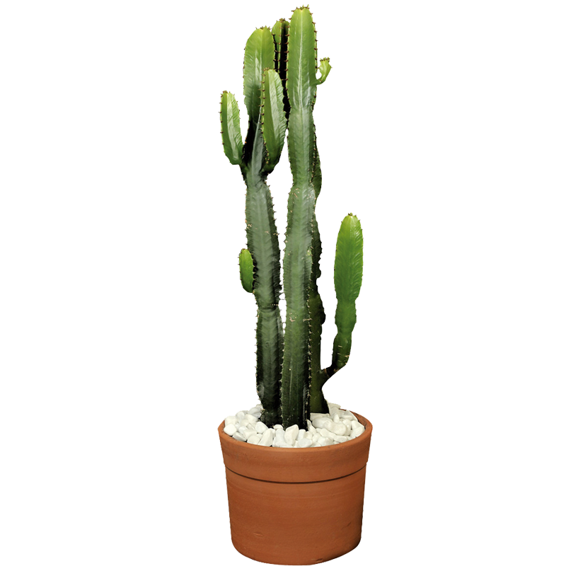 Cactus Mandacaru