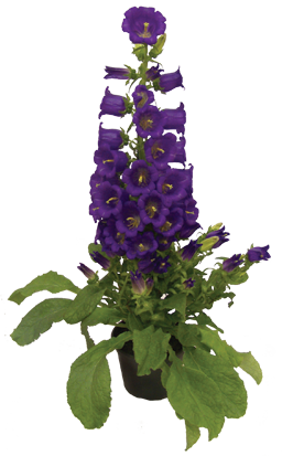 Campanula