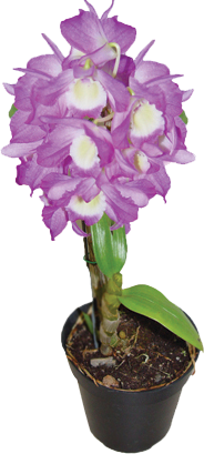 Dendrobium