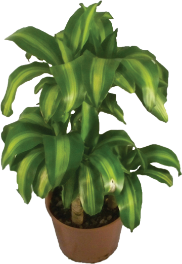 Dracena