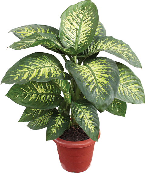Dieffenbachia