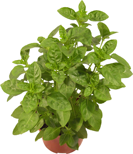 Ervas Aromáticas