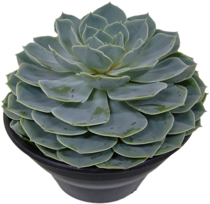 Echeveria