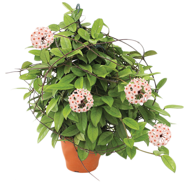 Hoya Carnosa