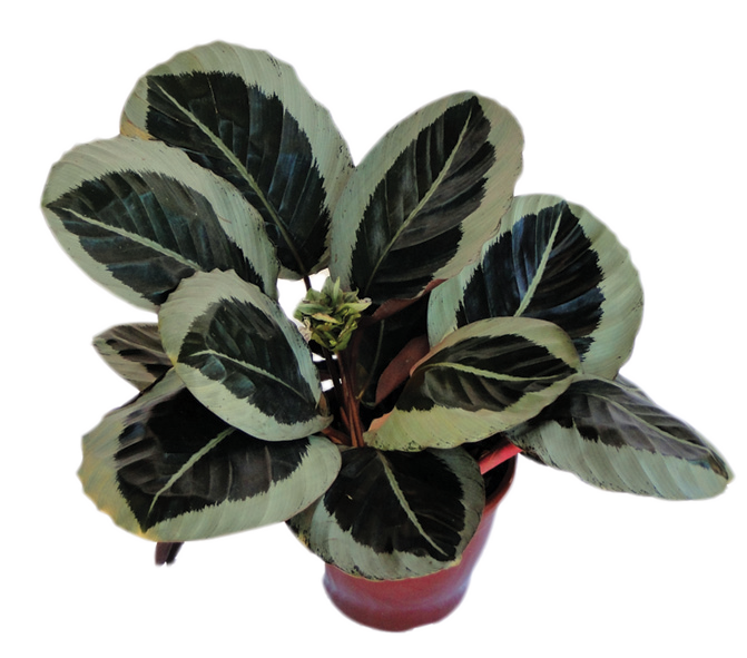 Maranta