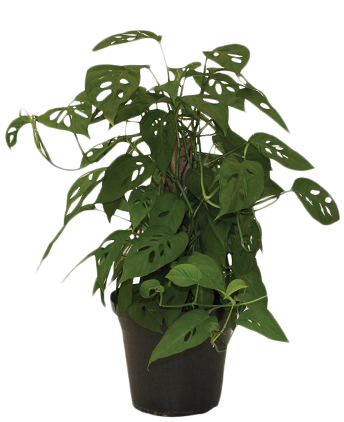 Monstera