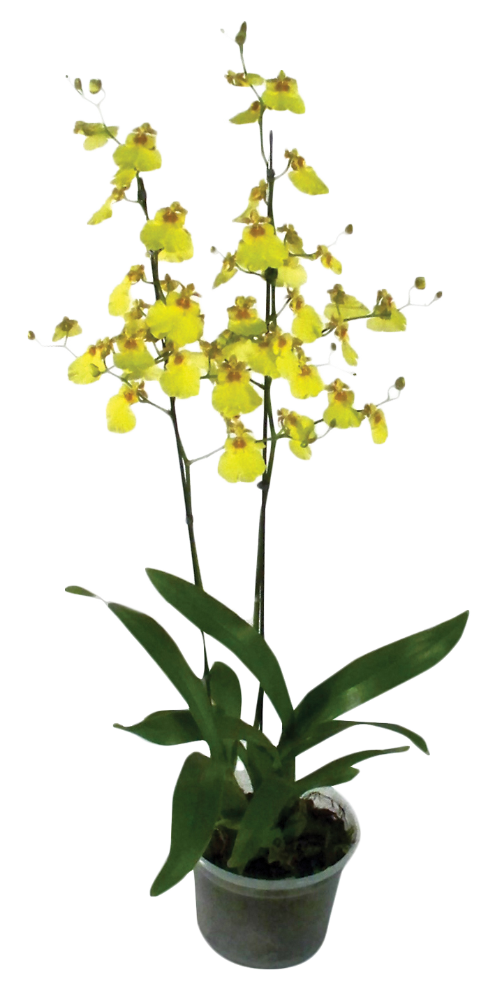 Oncidium