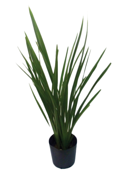 Phormium