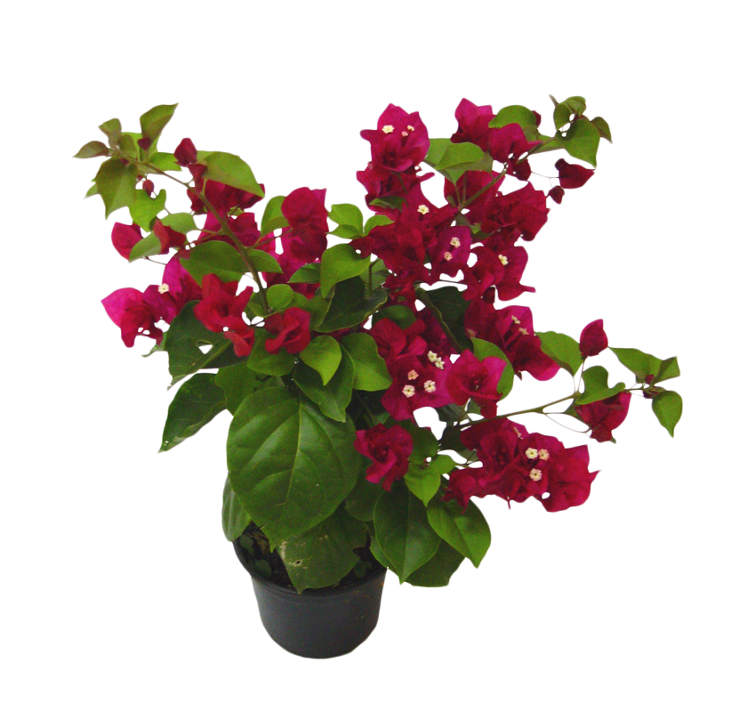 Primavera