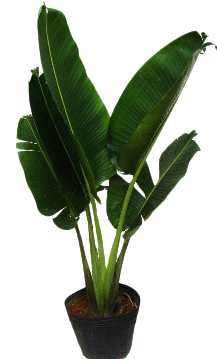 Ravenala