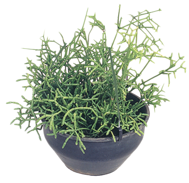 Rhipsalis