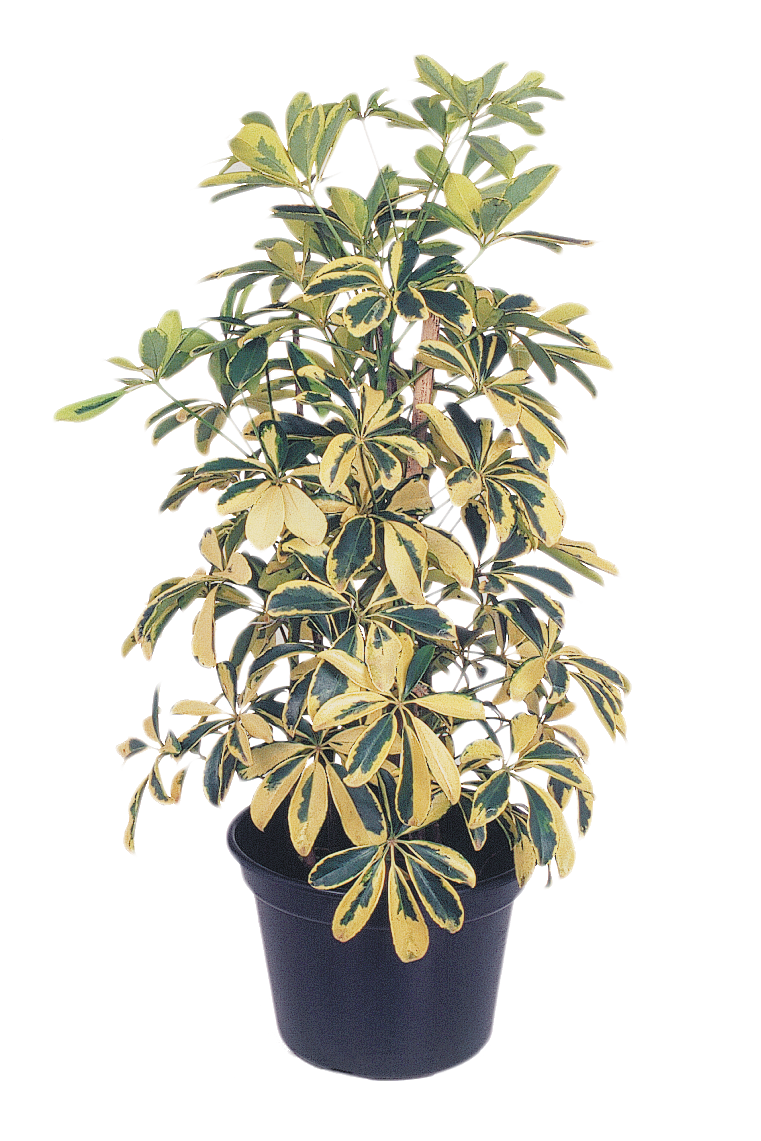 Schefflera