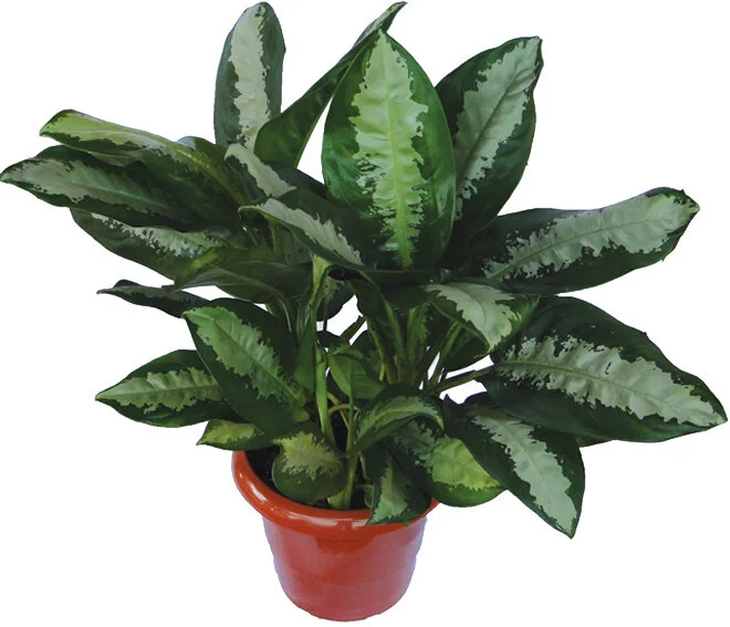 27 - Aglaonema Pataya Aglaonema commutatum 01102.JPG
