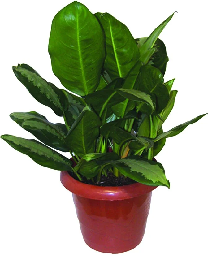 28 - Aglaonema Queen Aglaonema commutatum 03072.JPG