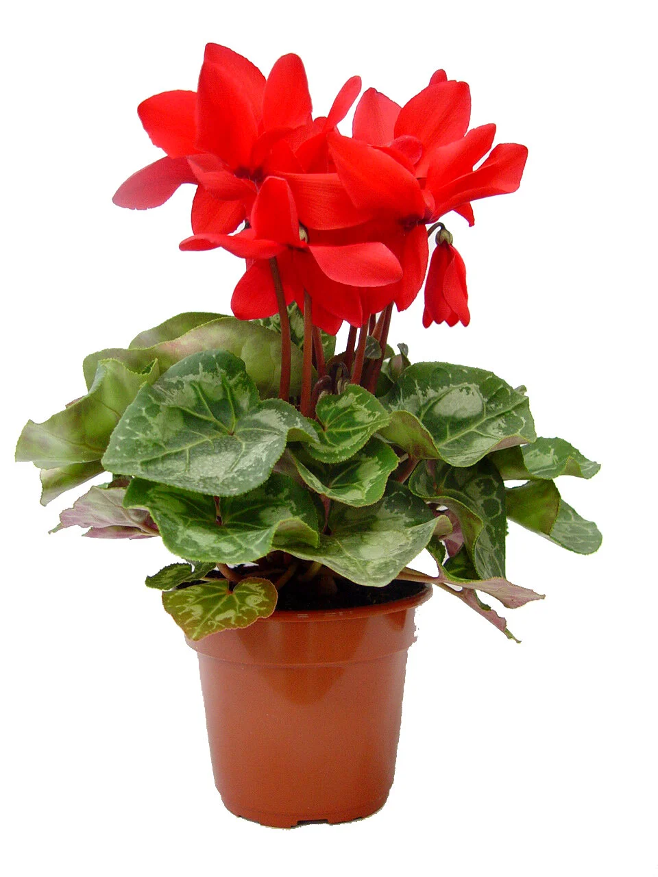 Cyclamen pote 14.JPG