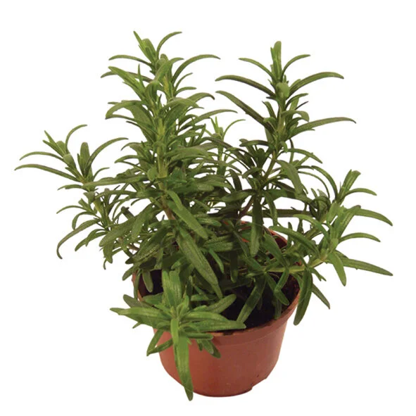 170 - Ervas Aromáticas Alecrim Rosmarinus officinalis 02981.JPG