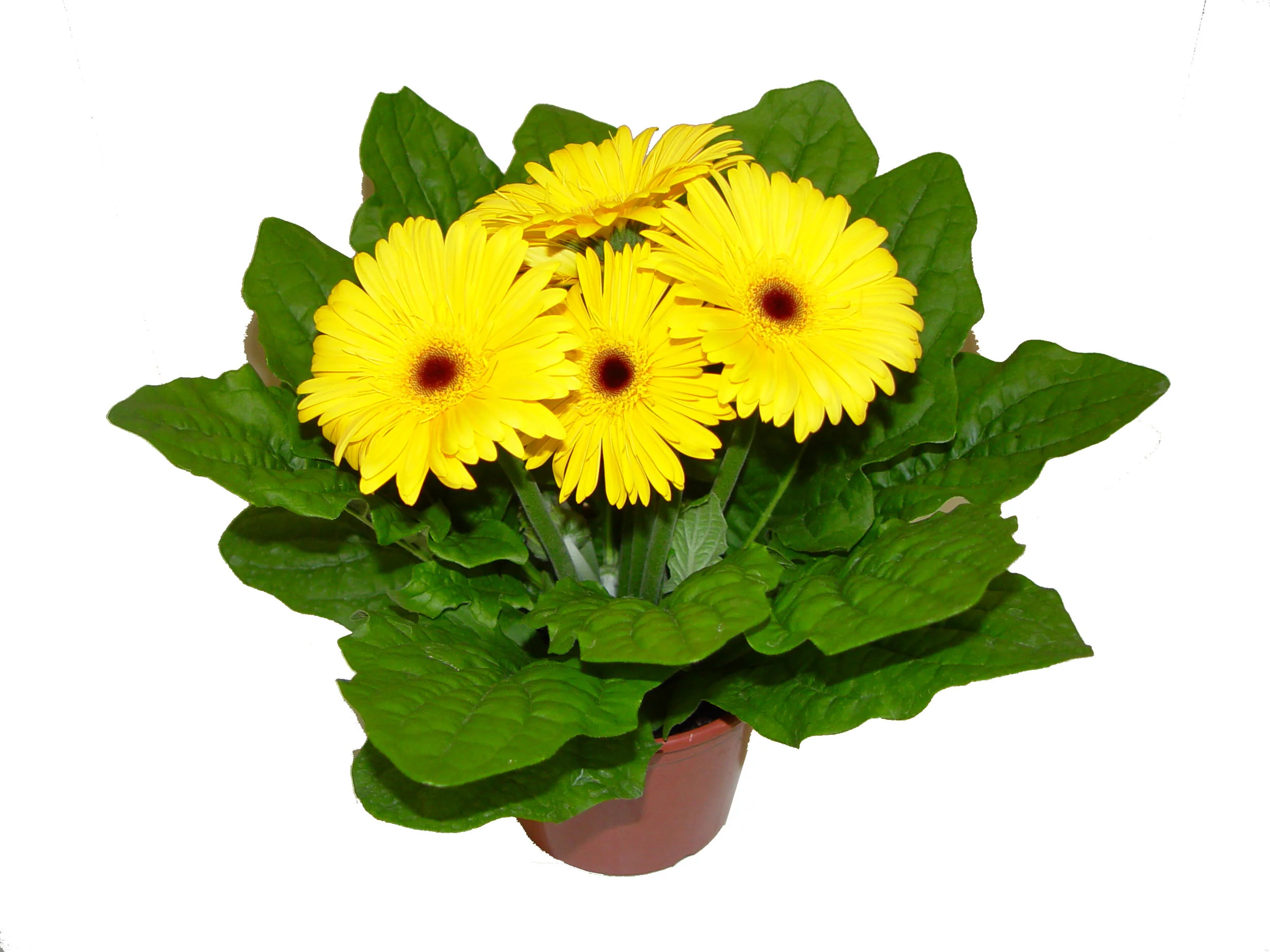 Gerbera.JPG