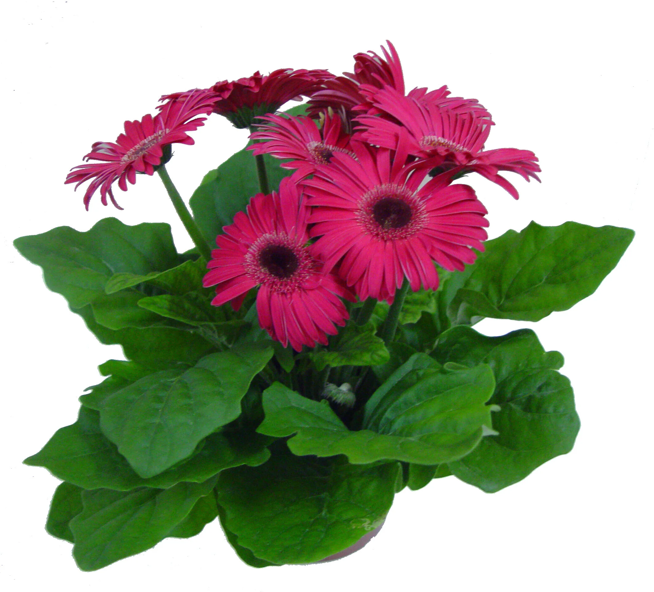 Gerbera Pinck.JPG