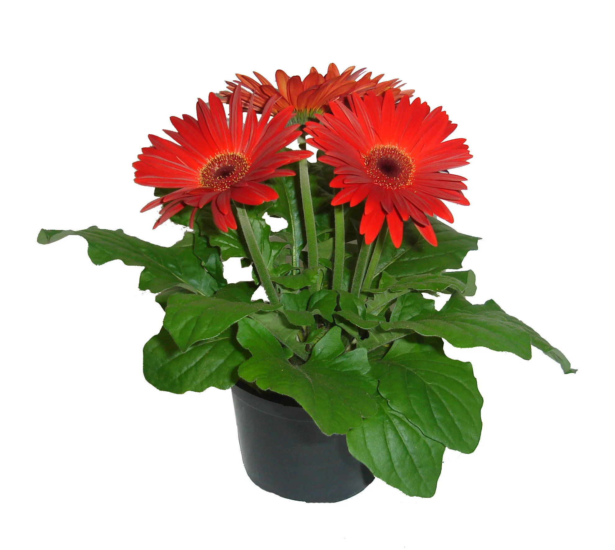 Gerbera Vermelha.JPG