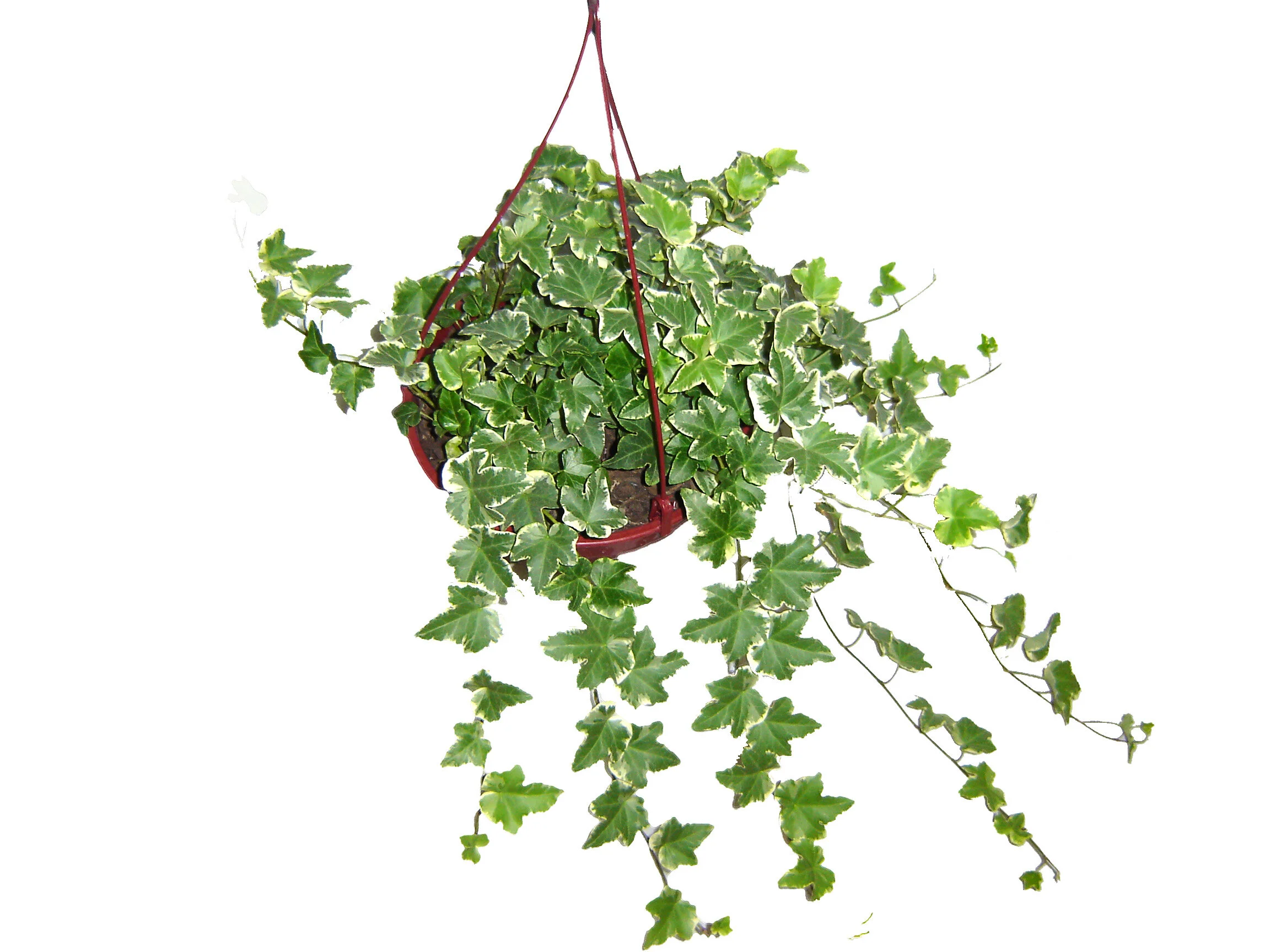 238- Hedera  Crespa Variegata - Hedera helix Variegata.JPG