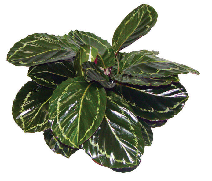 220 - Maranta Caetê Rosado Calathea rosea-picta 01558.JPG