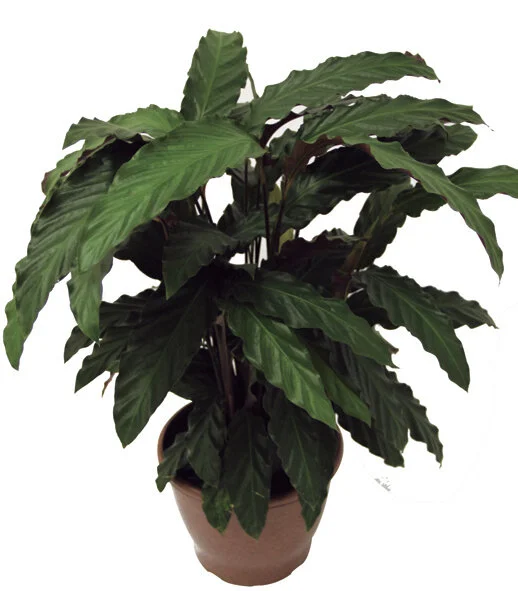 233 - Maranta Rufibarba Calathea rufibarba 03161.JPG