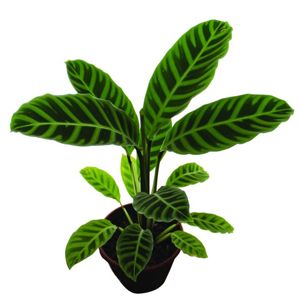 236 - Maranta Zebrina Calathea zebrina 03163.jpg