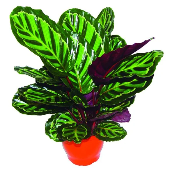 223 - Maranta Illustris Calathea illustris 01547.JPG