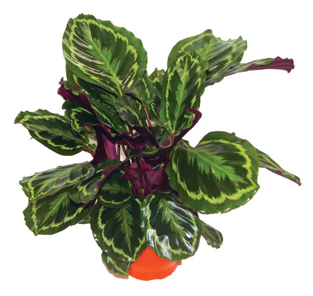 227 - Maranta Medalhão Calathea medallion 01552.JPG