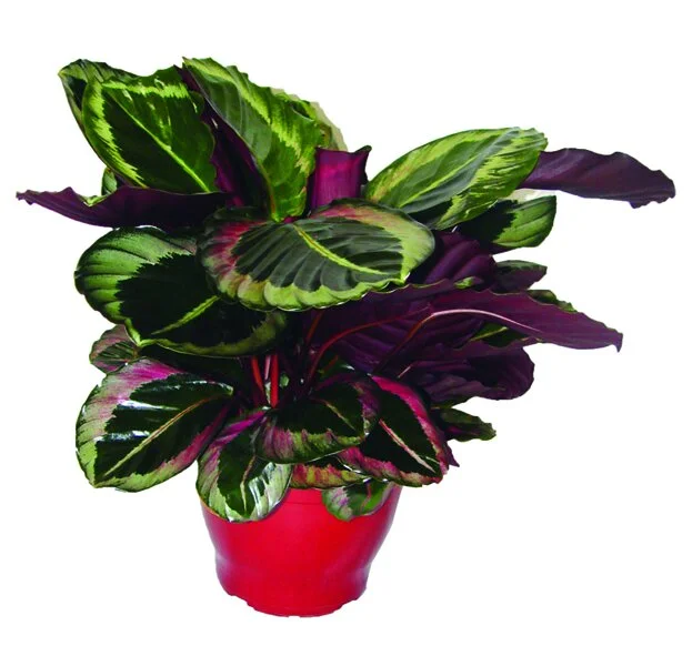 222 - Maranta Eclipse Calathea spp 01546.JPG
