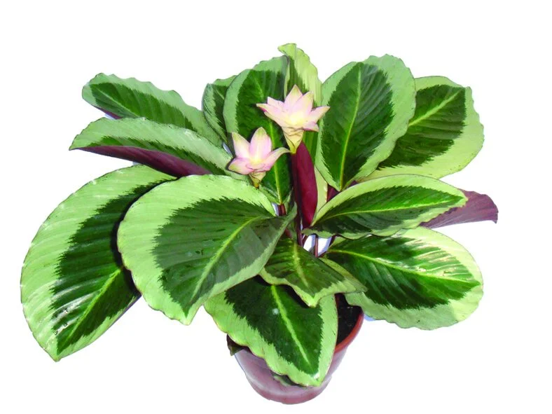 218 - Maranta Bella Calathea spp 03161.JPG