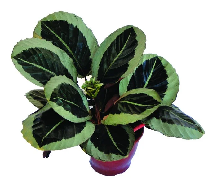 217 - Maranta Anel de Prata Calathea spp 03161.JPG