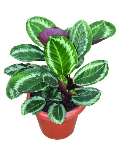 225 - Maranta Loesli Calathea spp 03161.jpg