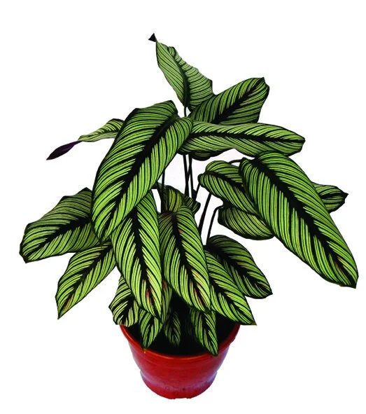 224 - Maranta Lineata Branco Calathea spp 03161.JPG