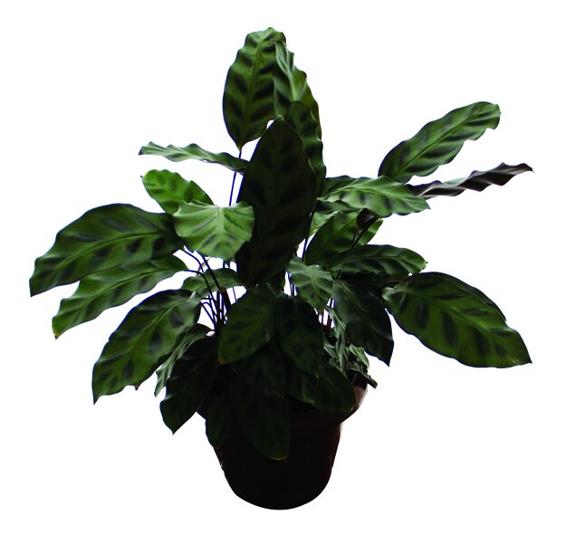 228 - Maranta Oliva Calathea spp 03161.jpg