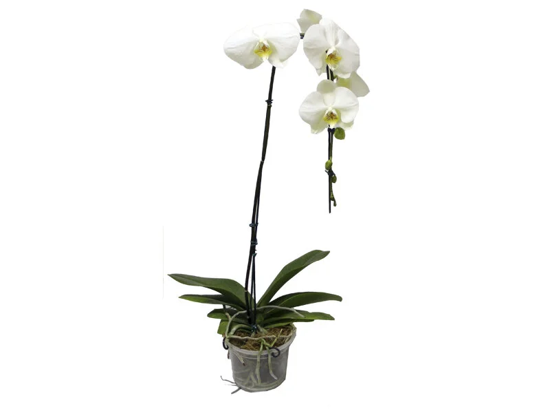 Phalaenopsis Cascata2.jpg