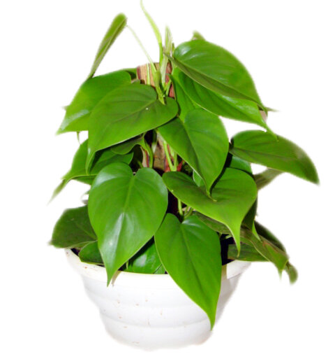 Philodendro Scandens C21.JPG